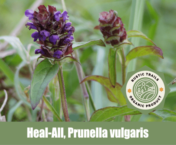 Heal-All or Self Heal, Prunella vulgaris